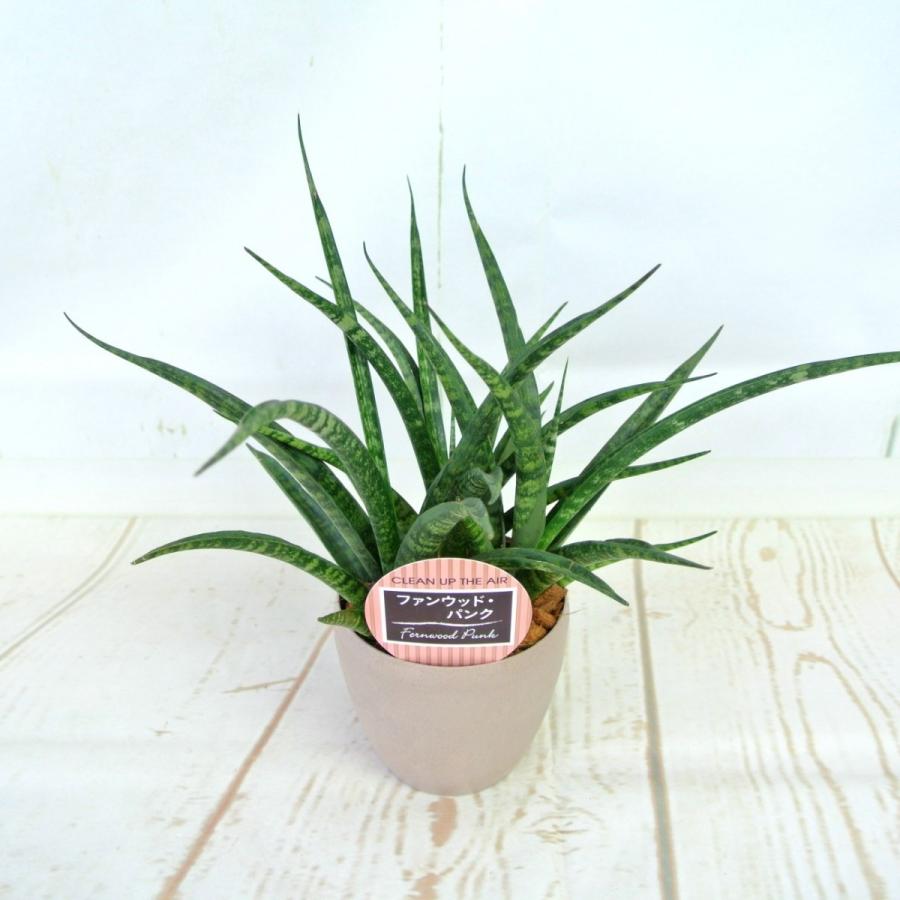 サンセベリア ファンウッド パンク テラコッタ調 3 5号鉢 おしゃれ 観葉植物 Rosefactory Net 通販 Yahoo ショッピング
