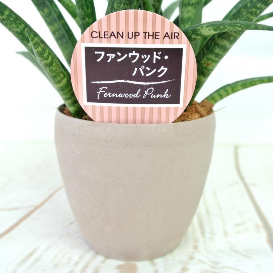 サンセベリア ファンウッド パンク テラコッタ調 3 5号鉢 おしゃれ 観葉植物 Rosefactory Net 通販 Yahoo ショッピング