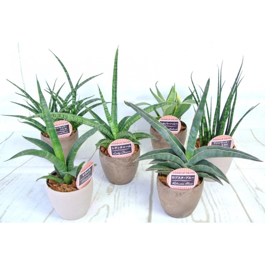 サンセベリア ファンウッド パンク テラコッタ調 3 5号鉢 おしゃれ 観葉植物 Rosefactory Net 通販 Yahoo ショッピング
