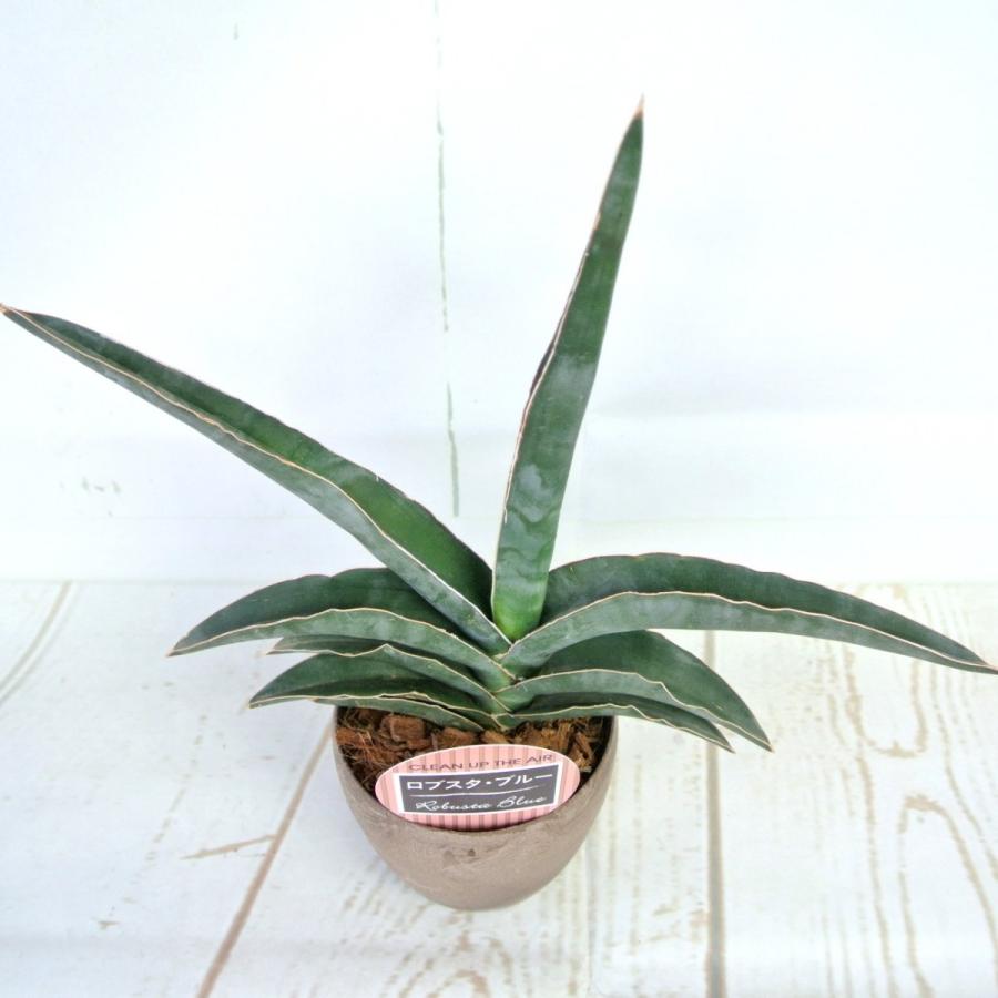 サンセベリア ロブスタ ブルー ウッド調 3 5号鉢 おしゃれ 観葉植物 Rosefactory Net 通販 Yahoo ショッピング