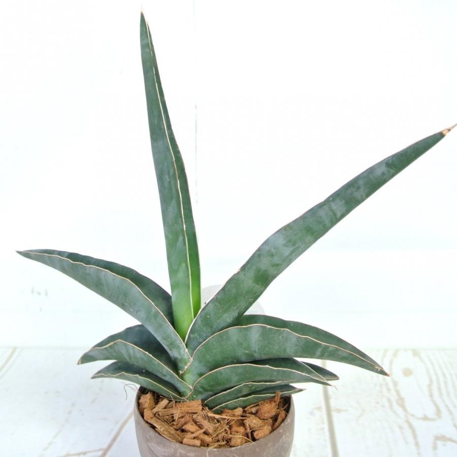 サンセベリア ロブスタ ブルー ウッド調 3 5号鉢 おしゃれ 観葉植物 Rosefactory Net 通販 Yahoo ショッピング