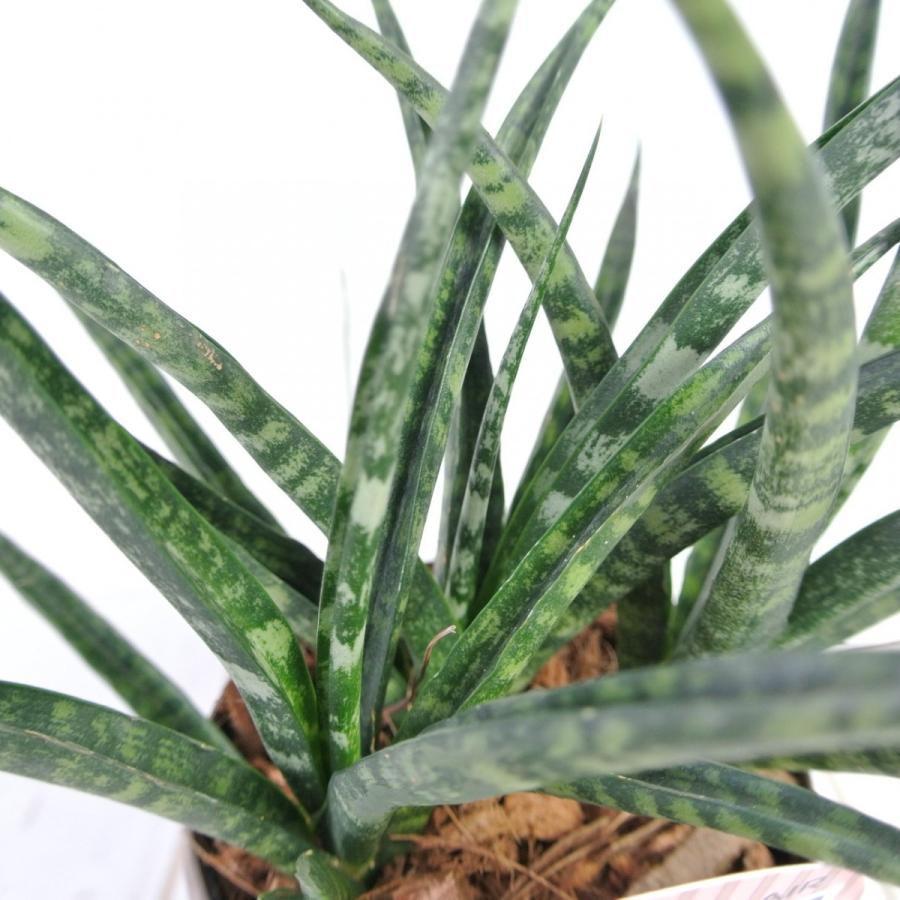 サンセベリア ファンウッド パンク ウッド調 3 5号鉢 おしゃれ 観葉植物 Rosefactory Net 通販 Yahoo ショッピング