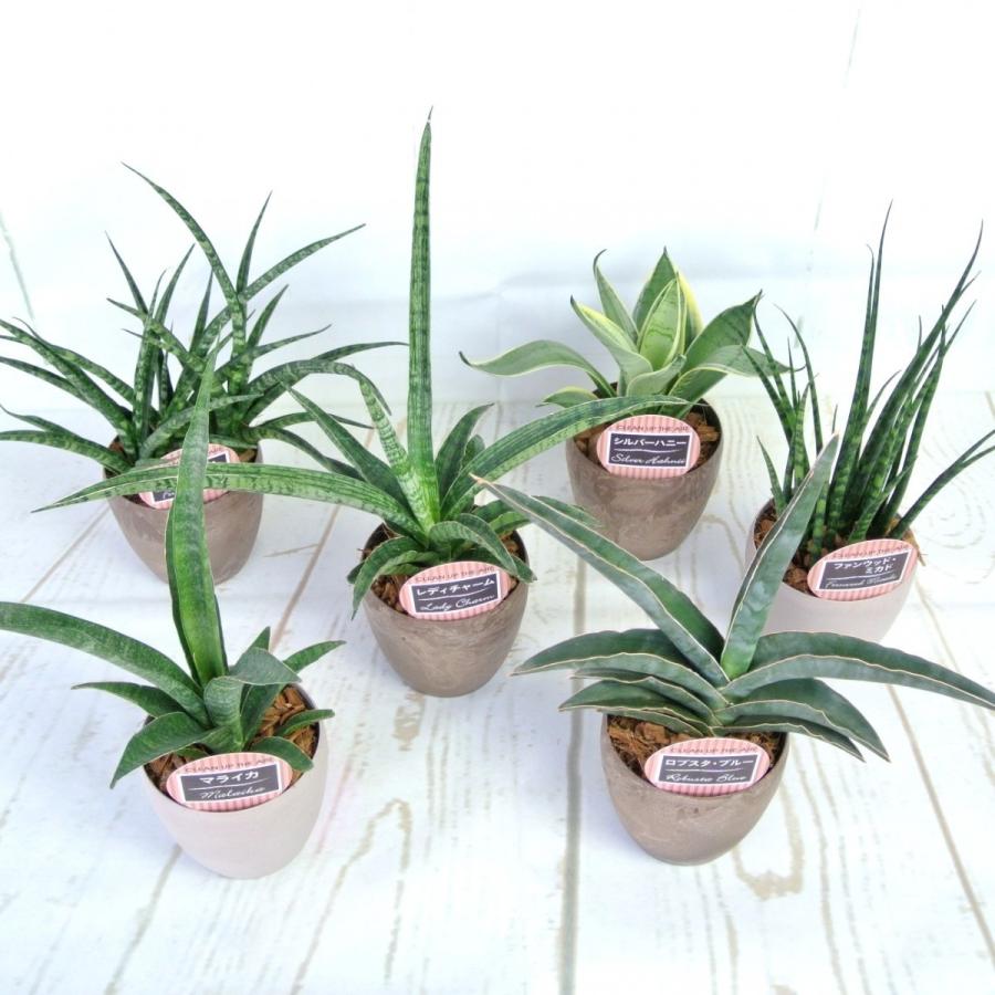 サンセベリア ファンウッド パンク ウッド調 3 5号鉢 おしゃれ 観葉植物 Rosefactory Net 通販 Yahoo ショッピング