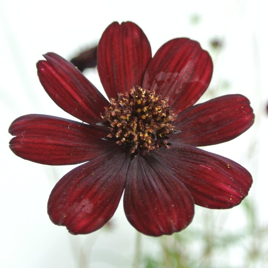 チョコレートコスモス チョコモカ 黒 大株 ボリュームがすごい Rosefactory Net 通販 Yahoo ショッピング