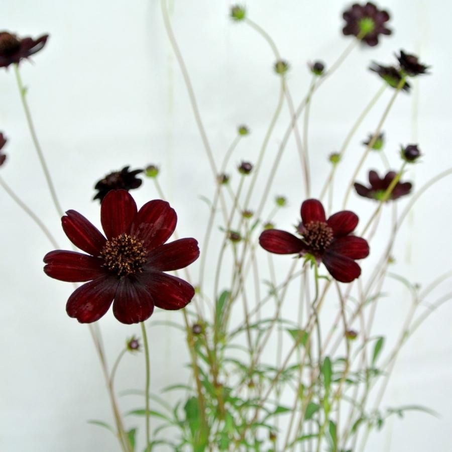 チョコレートコスモス チョコモカ 黒 大株 ボリュームがすごい Rosefactory Net 通販 Yahoo ショッピング