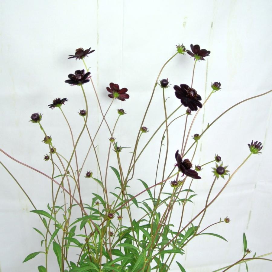 チョコレートコスモス チョコモカ 黒 大株 ボリュームがすごい Rosefactory Net 通販 Yahoo ショッピング