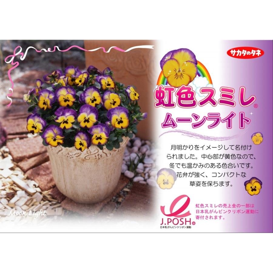 虹色スミレ ムーンライト 3 5号ポット苗 サカタのタネ パンジー ビオラ 冬の花 Rosefactory Net 通販 Yahoo ショッピング