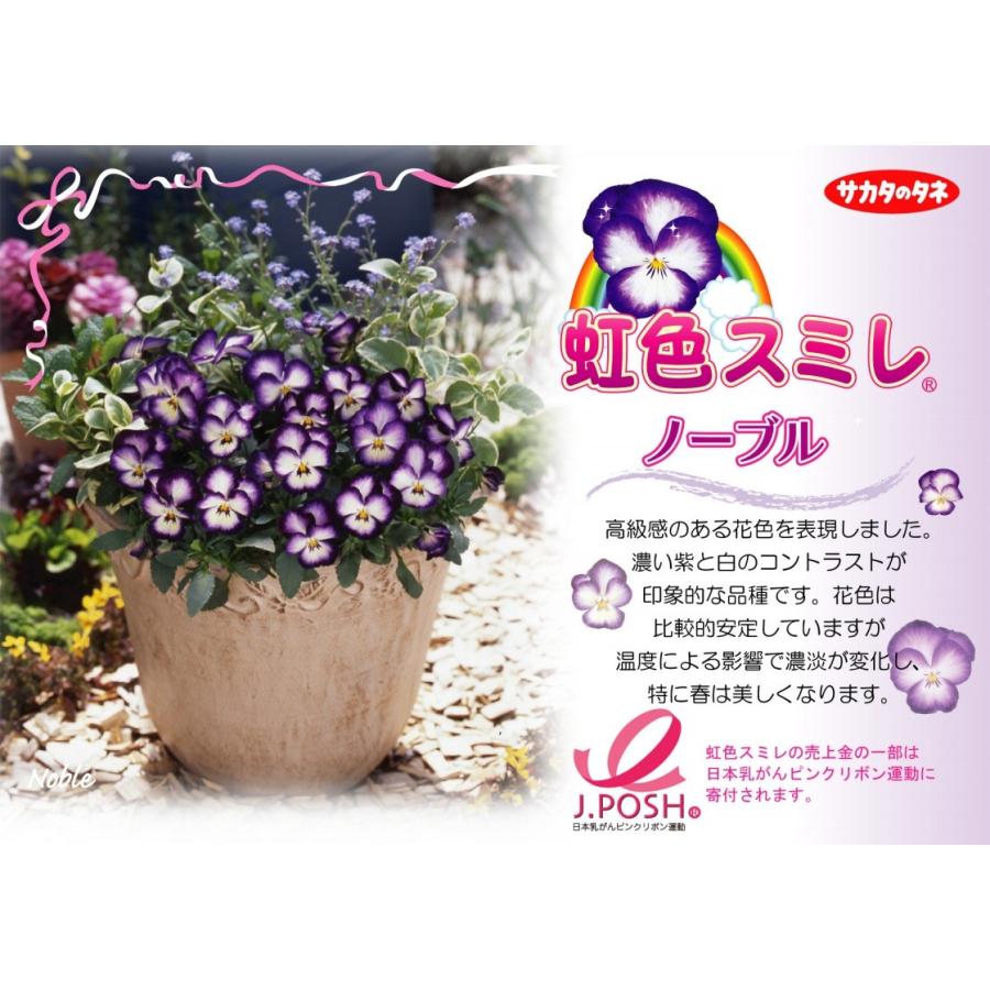 虹色スミレ ノーブル 3 5号ポット苗 サカタのタネ パンジー ビオラ 冬の花 Rosefactory Net 通販 Yahoo ショッピング
