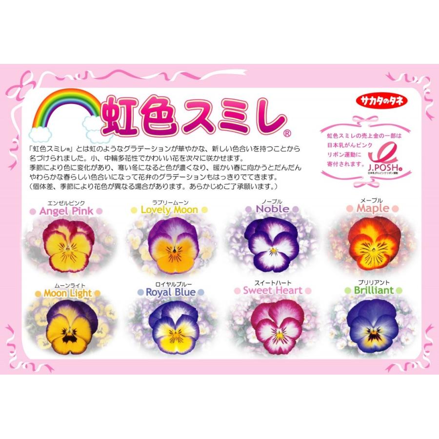 虹色スミレ エンゼルピンク 3 5号ポット苗 サカタのタネ パンジー ビオラ 冬の花 Rosefactory Net 通販 Yahoo ショッピング
