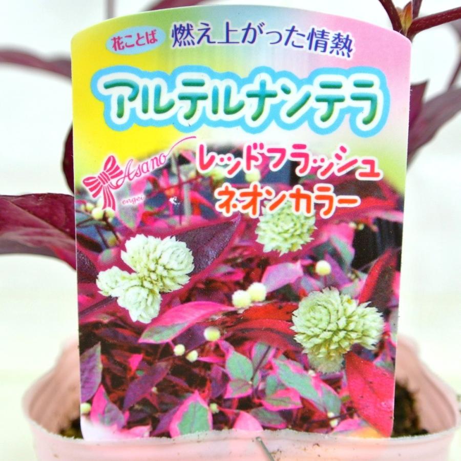 アルテルナンテラ レッドフラッシュ ネオンカラー 3号ポット苗 Rosefactory Net 通販 Yahoo ショッピング