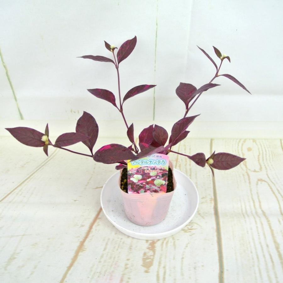 アルテルナンテラ レッドフラッシュ ネオンカラー 3号ポット苗 Rosefactory Net 通販 Yahoo ショッピング