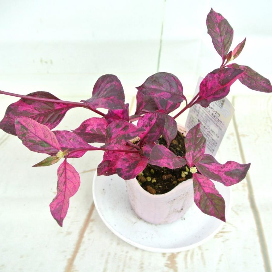 アルテルナンテラ レッドフラッシュ ネオンカラー 3号ポット苗 Rosefactory Net 通販 Yahoo ショッピング