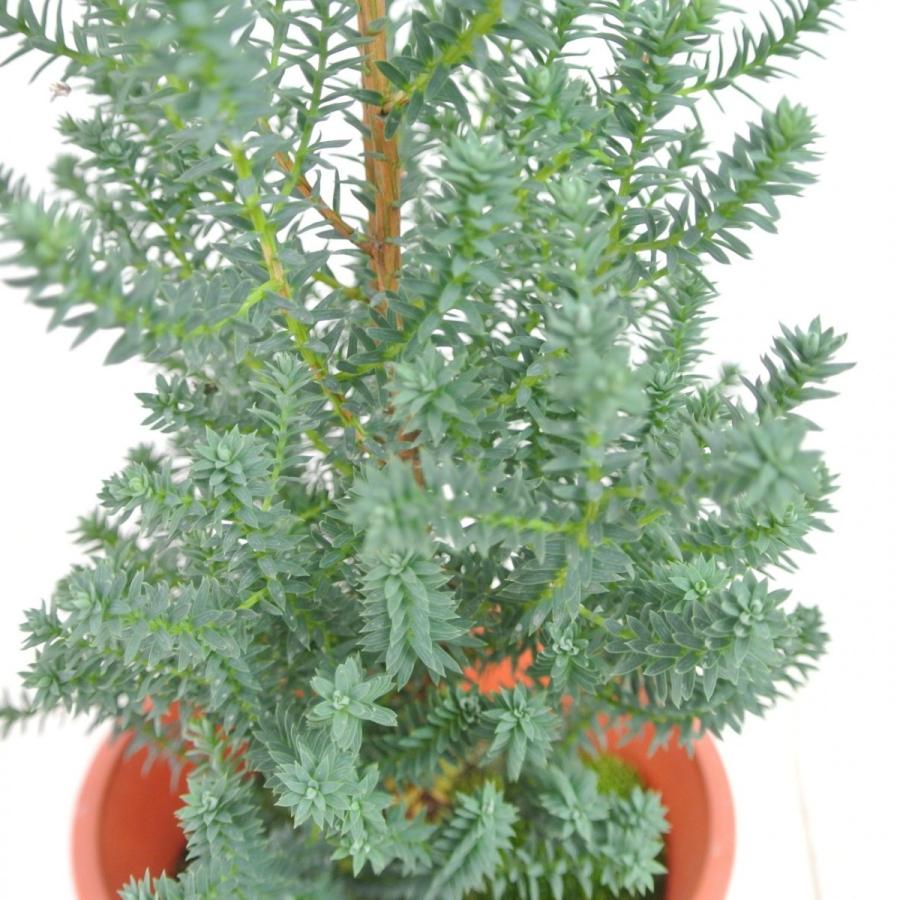 コニファー パープルフェザー レッドスター 4号鉢 針葉樹 寄せ植え