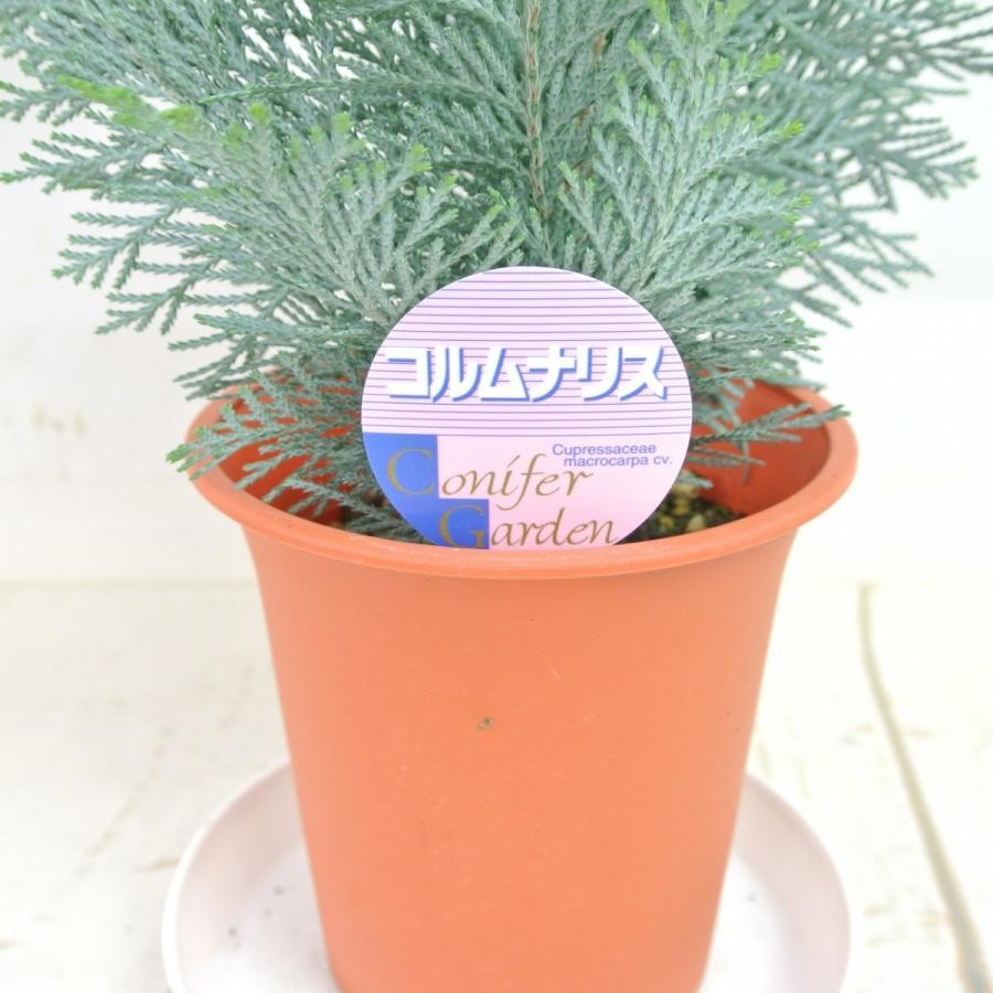 コニファー コルムナリス レッドスター 4号鉢 針葉樹 寄せ植え