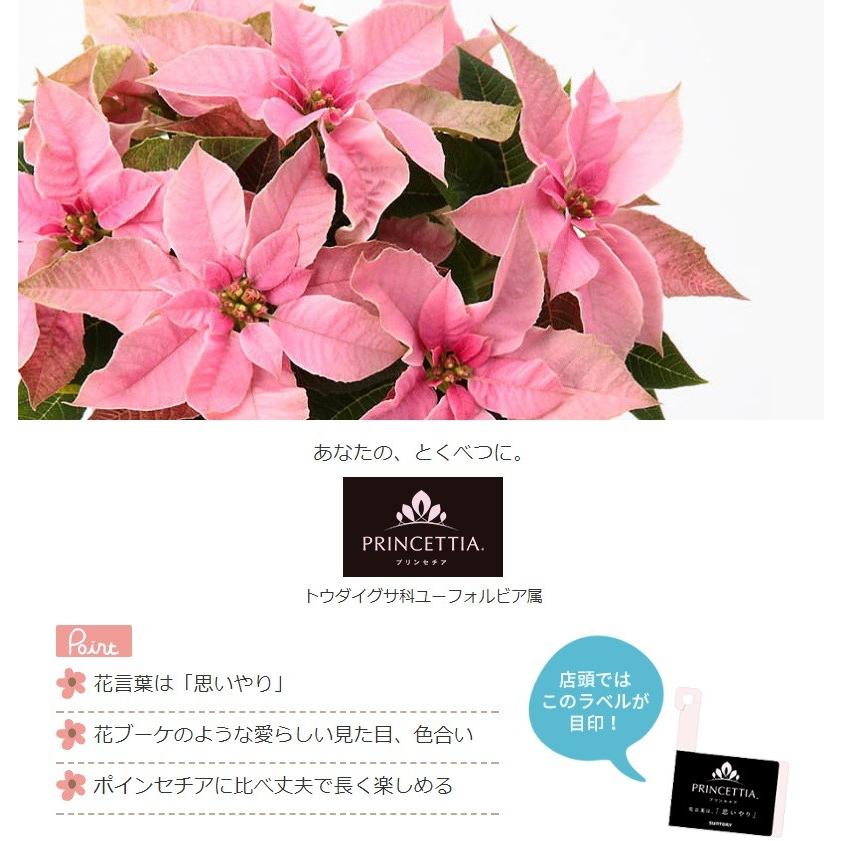 プリンセチア ピンクホワイト 5号鉢 サントリー 花言葉は思いやり 送料無料 お買い得 Rosefactory Net 通販 Yahoo ショッピング
