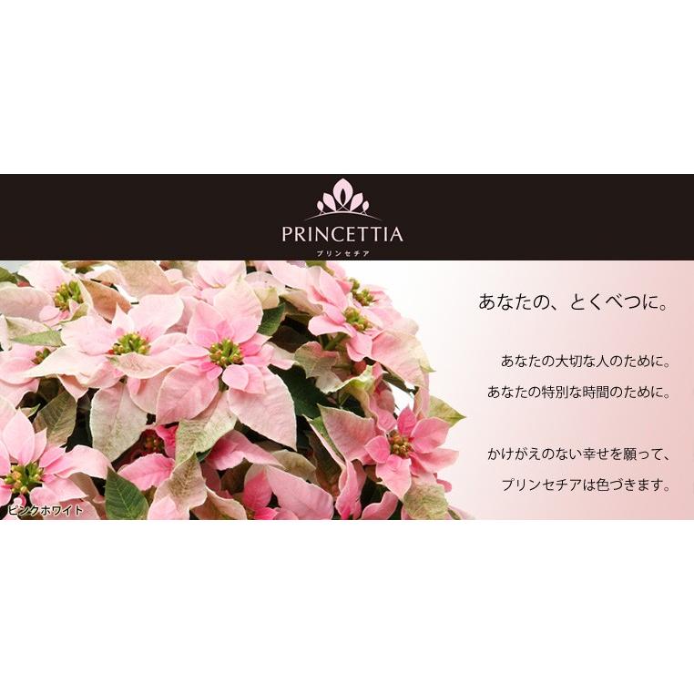プリンセチア ピンクホワイト 5号鉢 サントリー 花言葉は思いやり 送料無料 お買い得 Rosefactory Net 通販 Yahoo ショッピング
