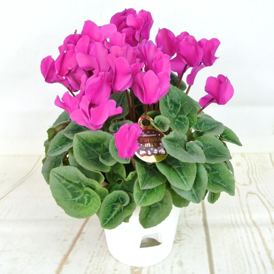 七宝額　シクラメン 七宝額 シクラメン