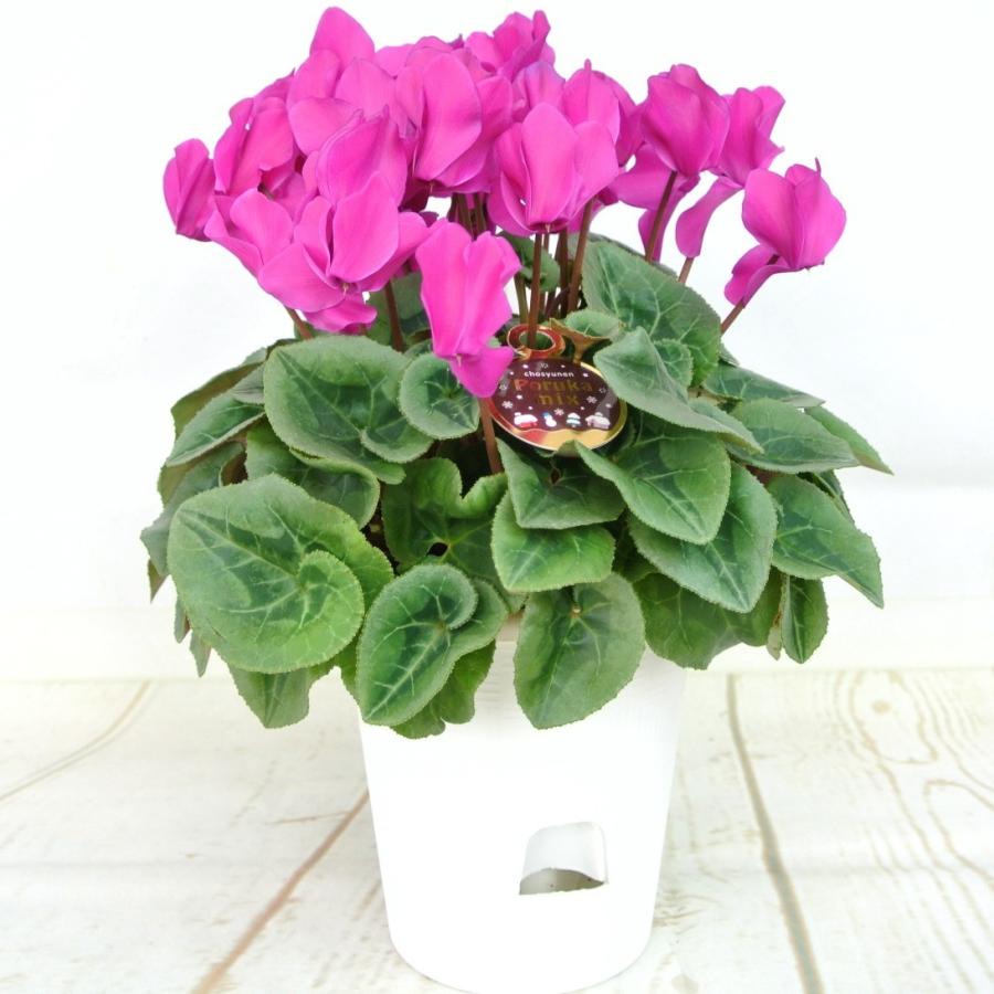 シクラメン ワイン 4号鉢 底面給水鉢 AL 長春園 : ROSE FACTORY