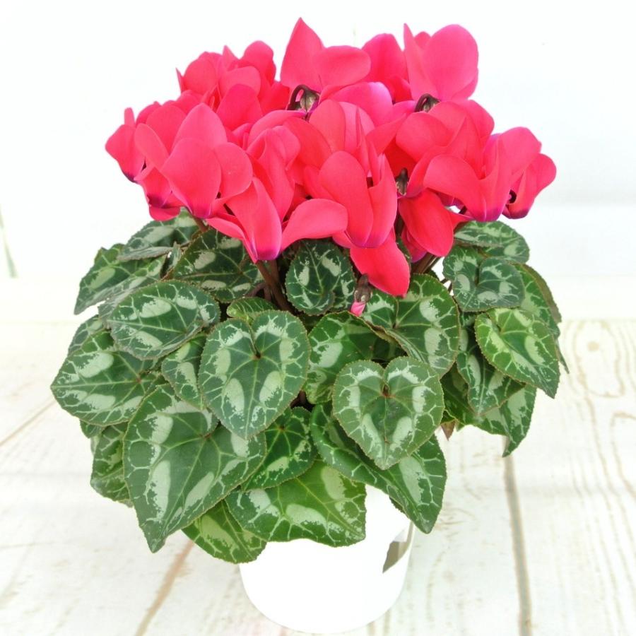 シクラメン コーラル 4号鉢 底面給水鉢 AL 長春園 : ROSE FACTORY