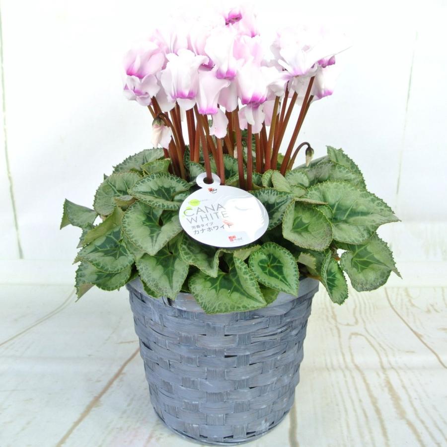 シクラメン ハリオス カナホワイト 香るシクラメン 芳香性 5号底面給水