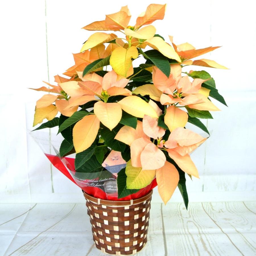 ポインセチア ゴールド 5号鉢 豪華 新品種 かご付き 送料無料