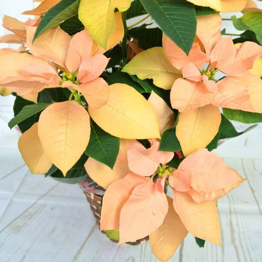 ポインセチア ゴールド 5号鉢 豪華 新品種 かご付き 送料無料