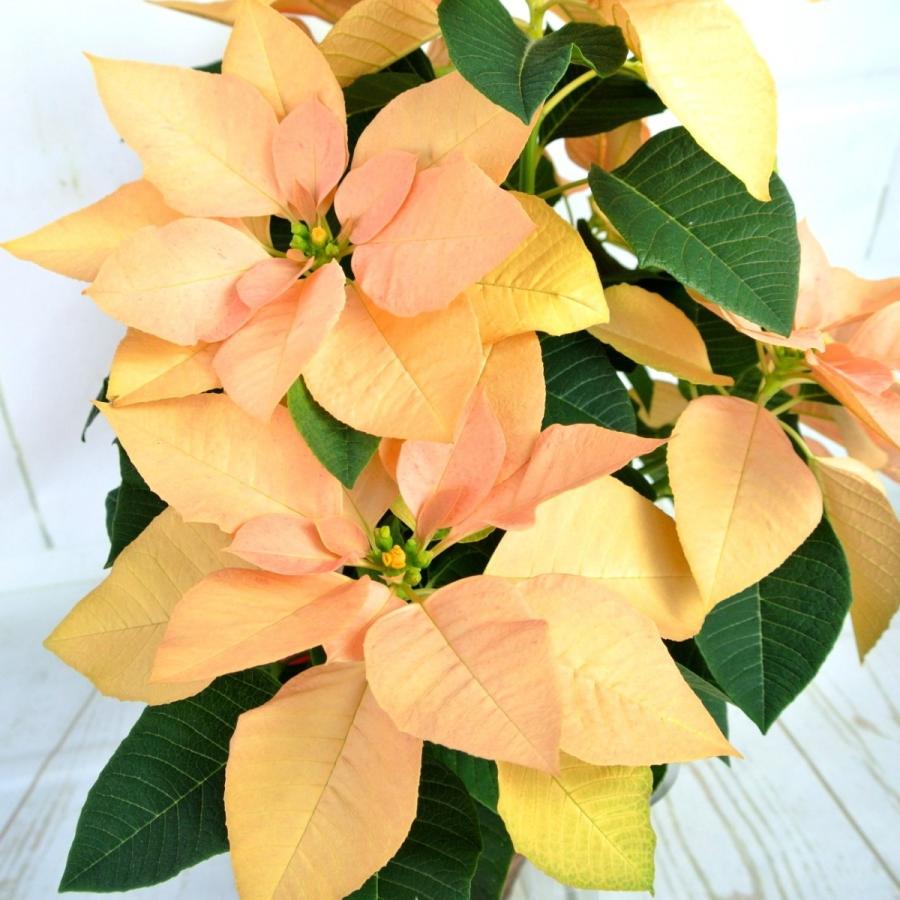 ポインセチア ゴールド 5号鉢 豪華 新品種 かご付き 送料無料