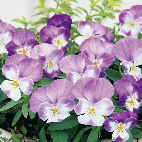 パンジー苗 よく咲くスミレ ラベンダーソフト 3号ポット苗 サカタのタネ Rosefactory Net 通販 Yahoo ショッピング