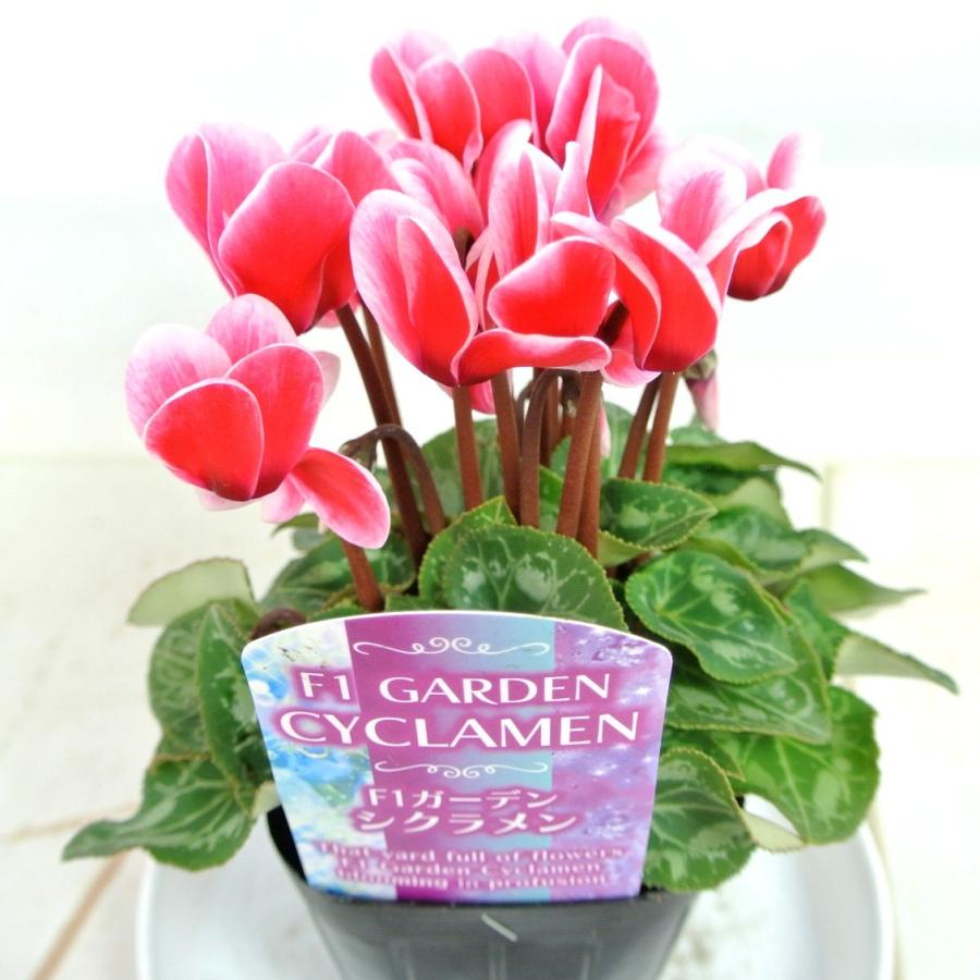 ガーデンシクラメン 白 赤 3号ポット苗 寒さに強い 冬の寄せ植え カガリビバナ ブタノマンジュウ Rosefactory Net 通販 Yahoo ショッピング