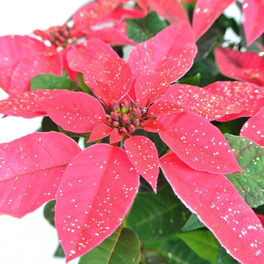 プリンセチア ルビーアイ ラメ付き 6号鉢 サントリー ラッピング無料 送料無料 ボリュームが違います Rosefactory Net 通販 Yahoo ショッピング