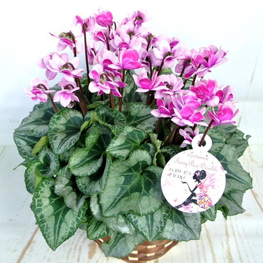 シクラメン フェアリーピコ ダブル 八重咲き 5号底面給水鉢（AL） かご