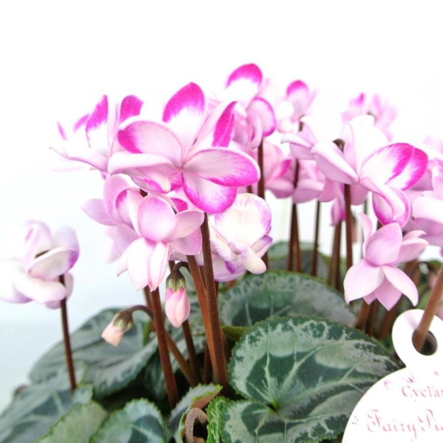 シクラメン フェアリーピコ ダブル 八重咲き 5号底面給水鉢（AL） かご