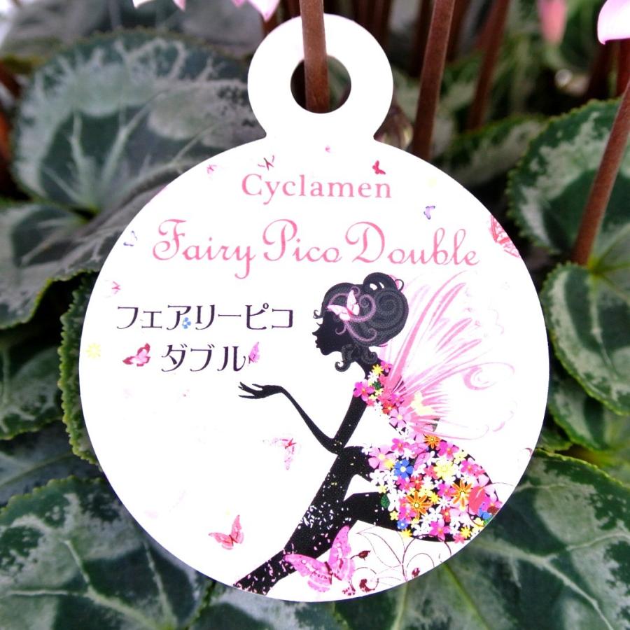 シクラメン フェアリーピコ ダブル 八重咲き 5号底面給水鉢（AL） かご
