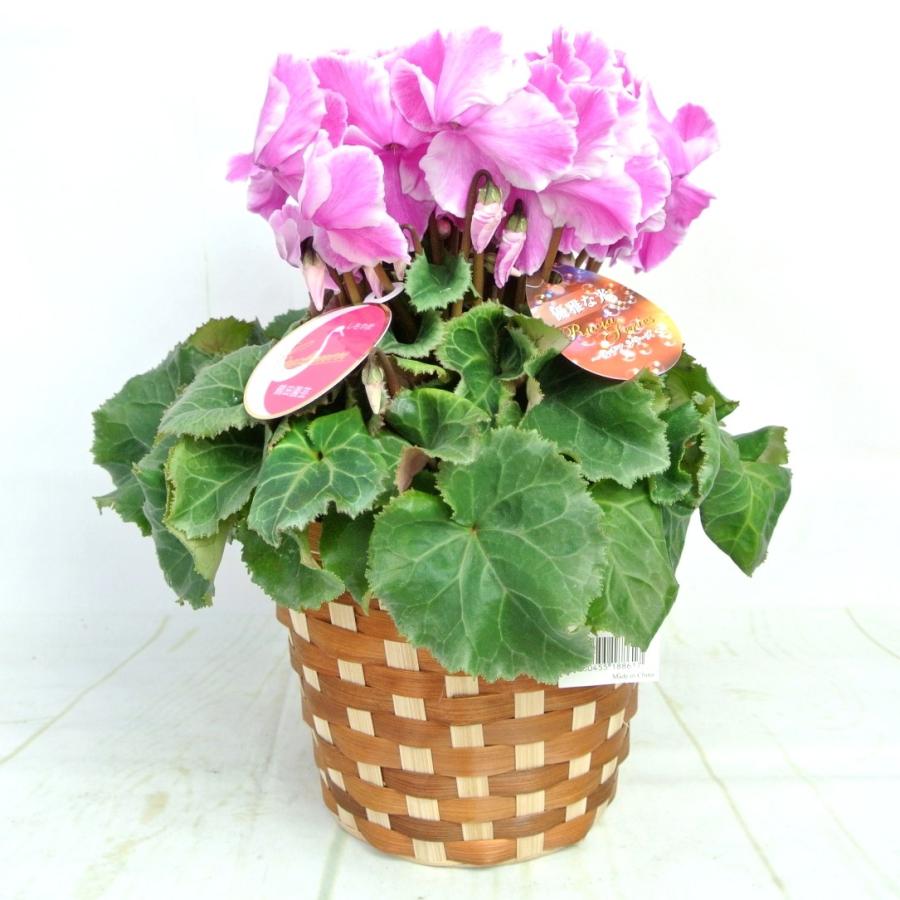 まさまる シクラメン フリル レジーナ 5号 ルチア 6号 2鉢セット まさ