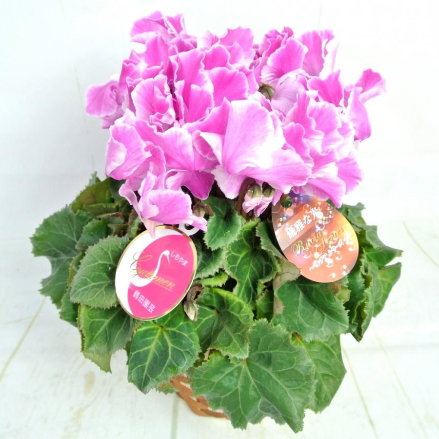 シクラメン ルチアシリーズ パープルフリンジ 5号底面給水鉢（AL