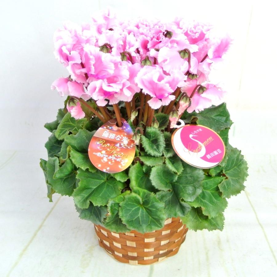 シクラメン ルチアシリーズ フリンジピンク 5号底面給水鉢（AL） かご