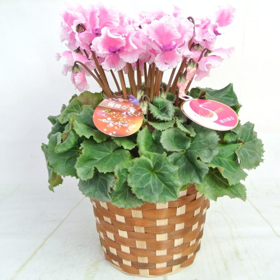 シクラメン ルチアシリーズ フリンジピンク 5号底面給水鉢（AL） かご