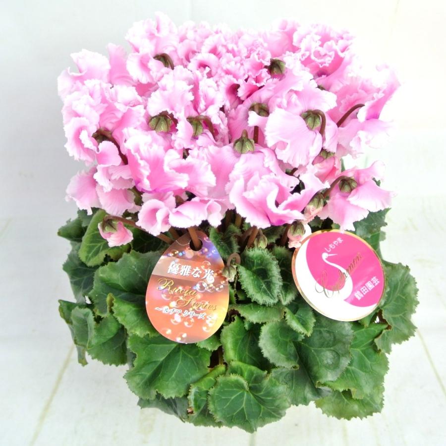 シクラメン ルチアシリーズ フリンジピンク 5号底面給水鉢（AL） かご