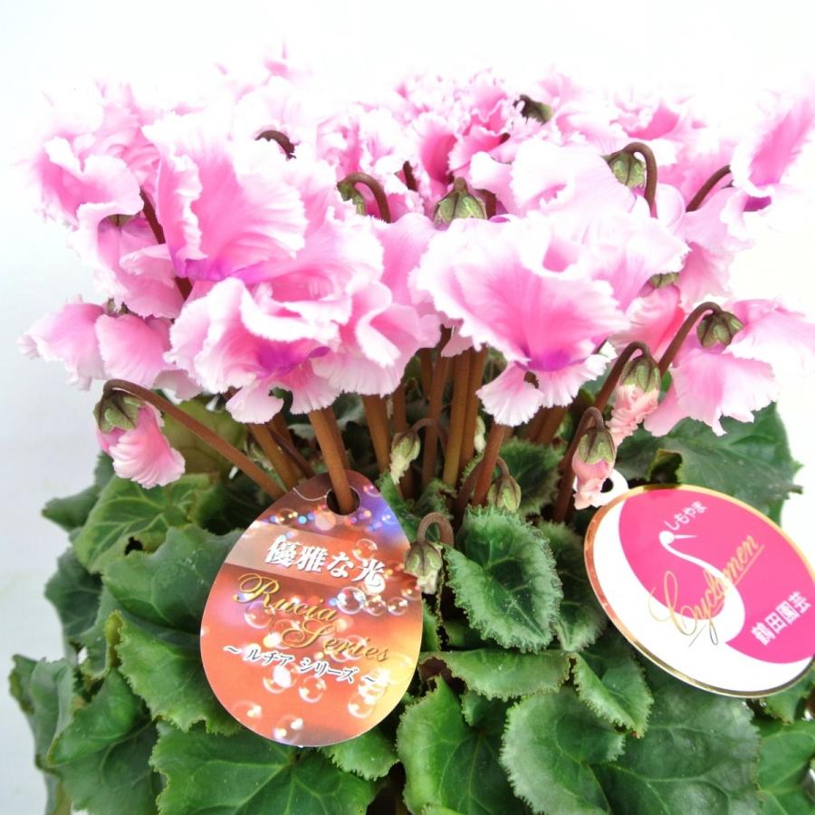 シクラメン ルチアシリーズ フリンジピンク 5号底面給水鉢（AL） かご