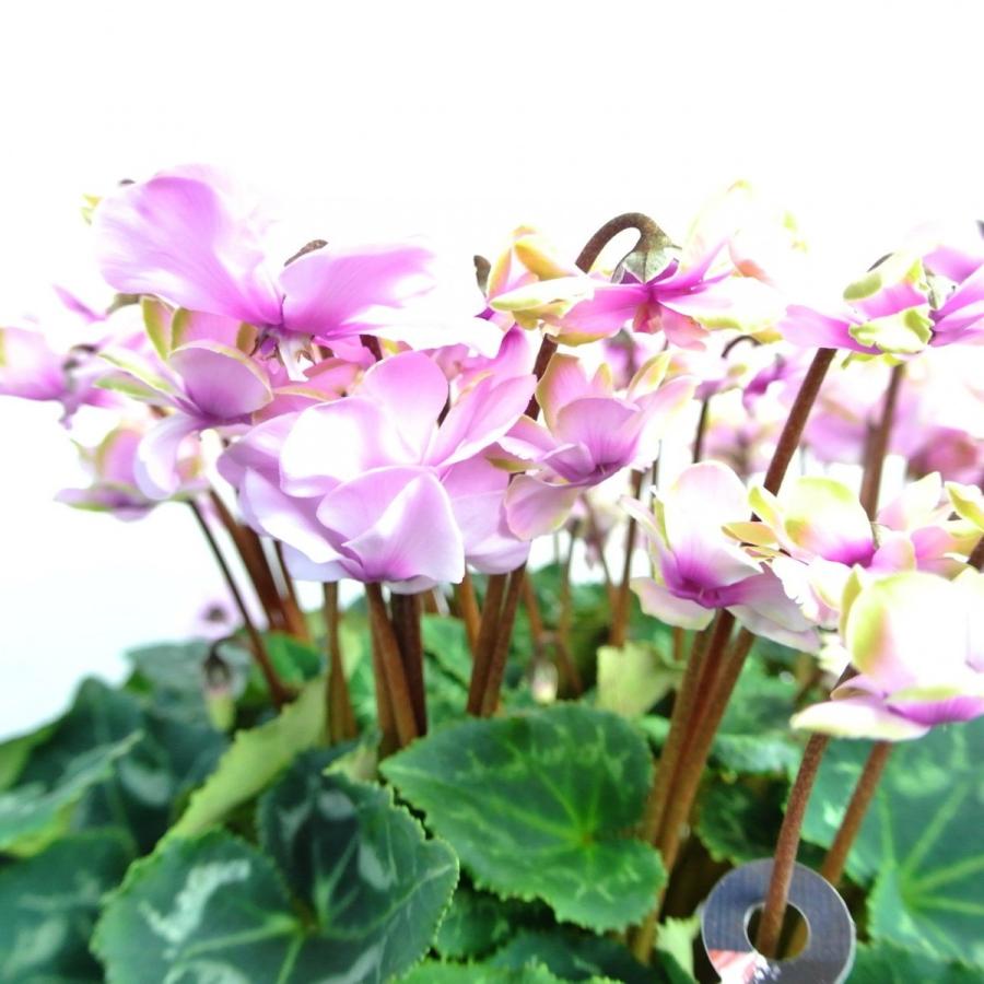 シクラメン スクリュースター 八重咲き 6号底面給水鉢 かご付き 送料