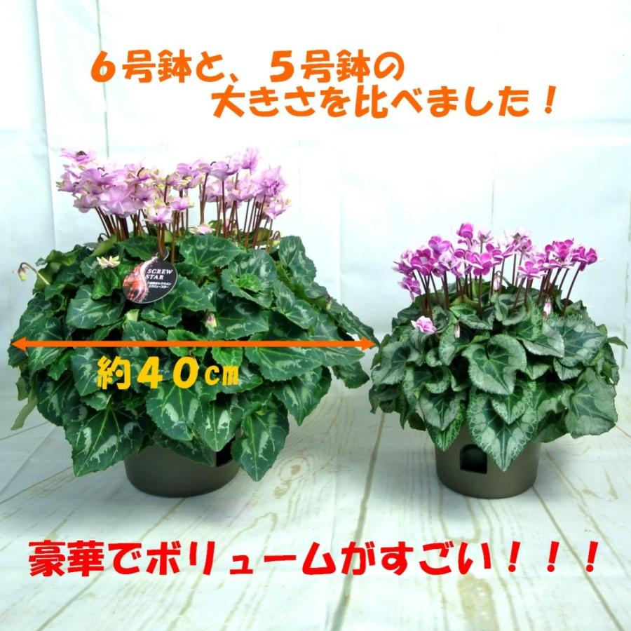 シクラメン スクリュースター 八重咲き 6号底面給水鉢 かご付き 送料無料 希少品種 豪華 Rosefactory Net 通販 Yahoo ショッピング