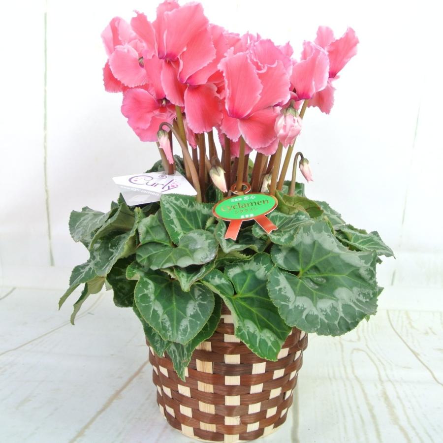 シクラメン カーリー フクシア ハリオス 5号底面給水鉢（AL） かご付き