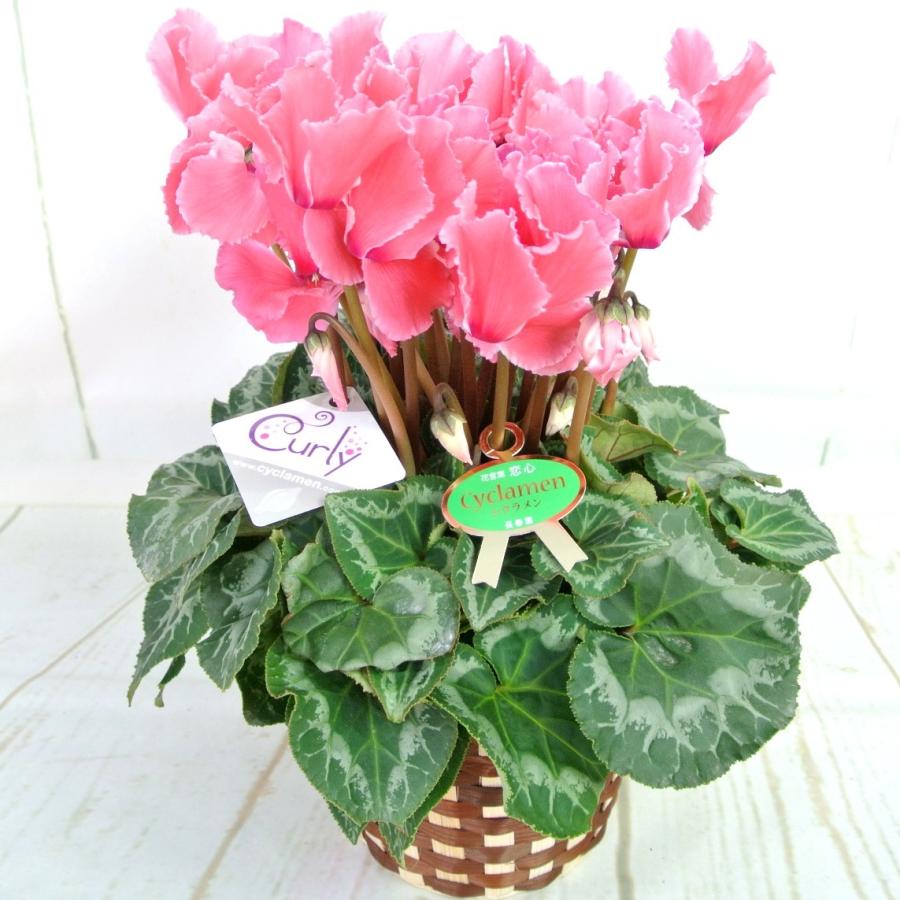 シクラメン カーリー フクシア ハリオス 5号底面給水鉢（AL） かご付き