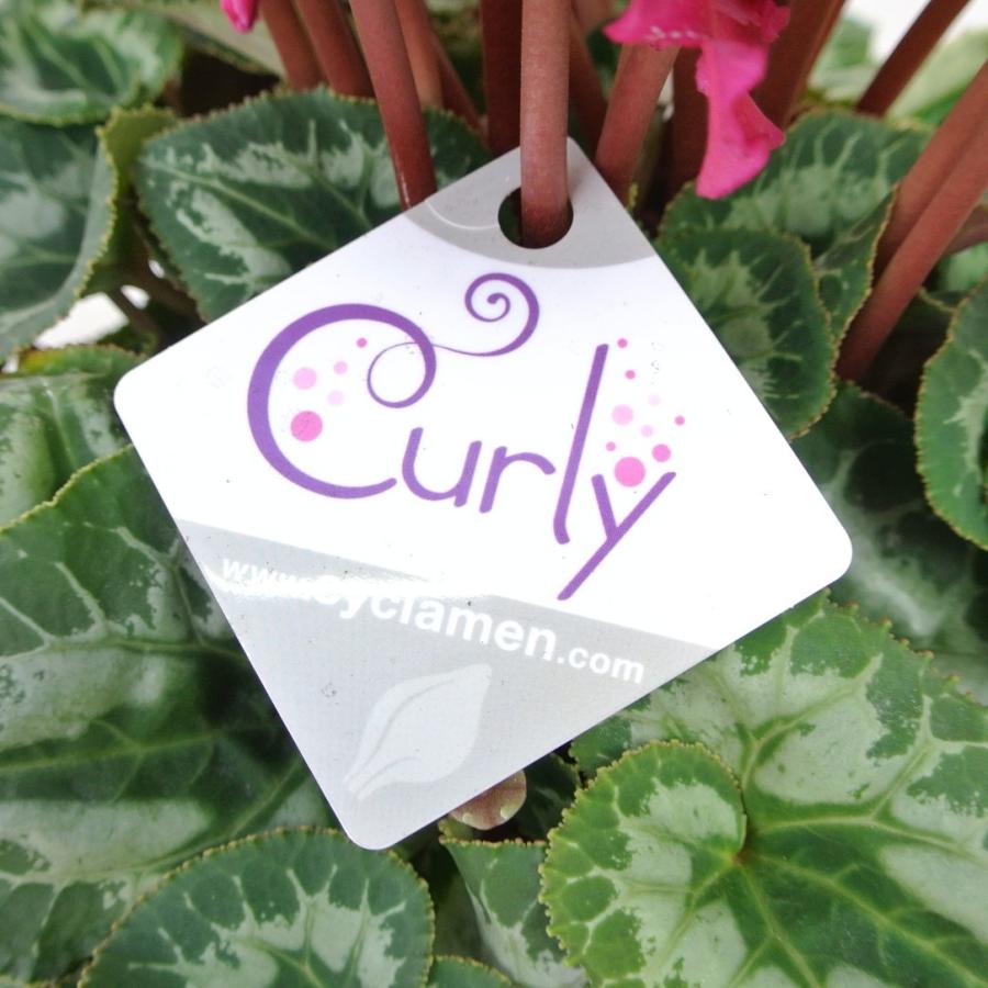 シクラメン カーリー ライトフクシア＆フレーム ハリオス 5号底面給水