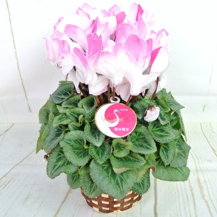 シクラメン ピアス 5号底面給水鉢（AL） かご付き 送料無料 大人気品種