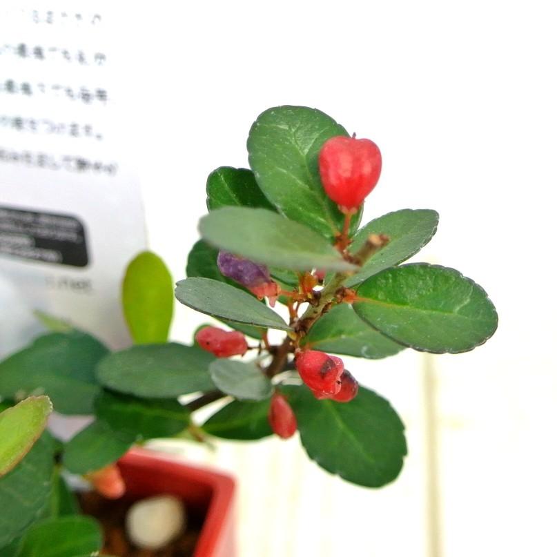 ハートツリー 4号鉢 ハート形のかわいらしい実をつける ハリ ハートツリー 4号鉢 ハート形のかわいらしい実をつける ハリ