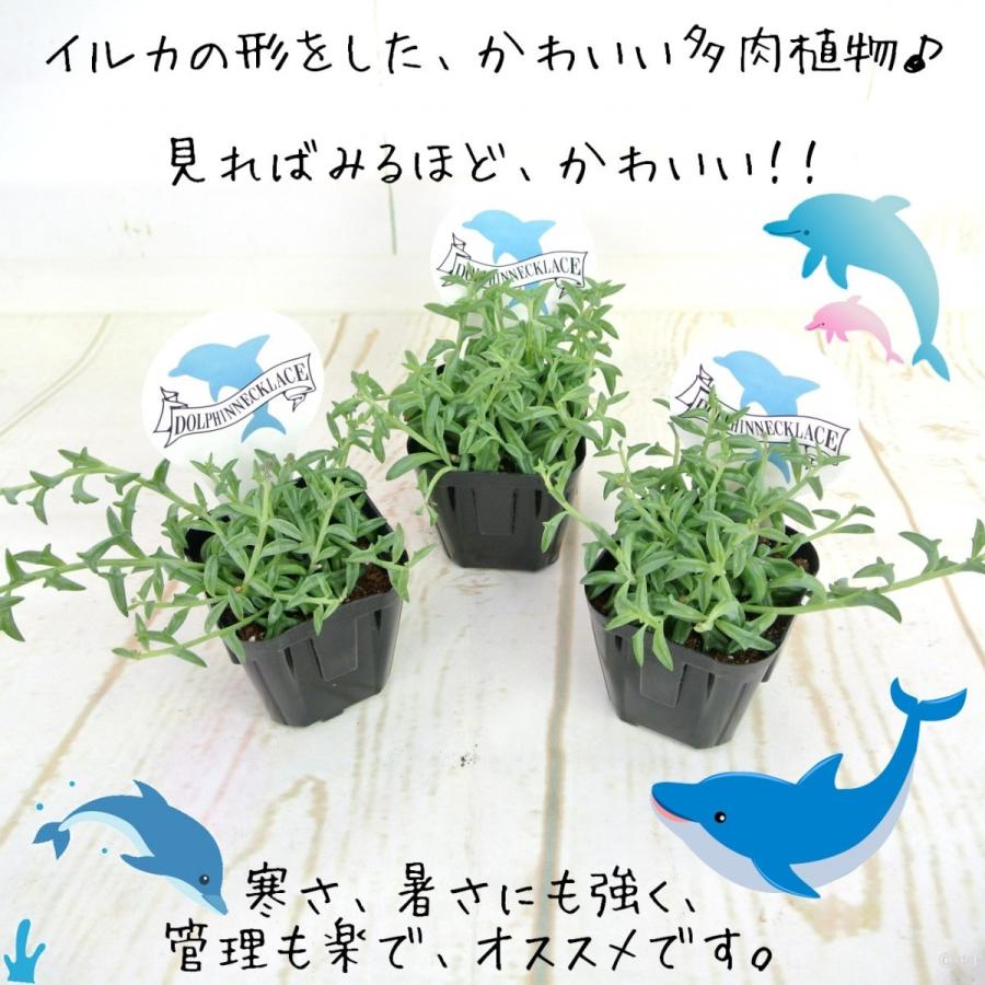 ドルフィンネックレス 多肉植物 超希少品種 3号ポット苗 セネキオ ペレグリヌス イルカの形をした多肉植物 イルカネックレス Rosefactory Net 通販 Yahoo ショッピング