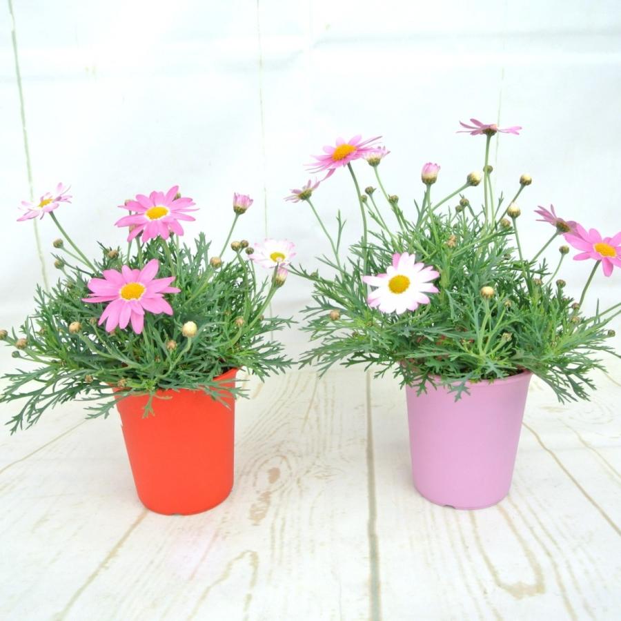 マーガレット スラッシュピンク 4号鉢 白からピンクに色が変わる 春のお花 Rosefactory Net 通販 Yahoo ショッピング