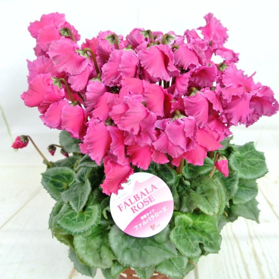 シクラメン ファルバラローズ ロココ咲き ワイン 5号底面給水鉢（AL