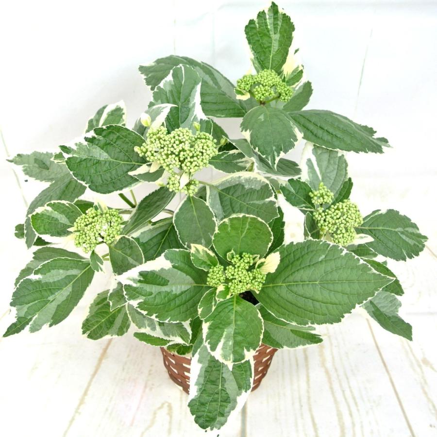 アジサイ あじさい 紫陽花 斑入り額あじさい 恋路ヶ浜 5号鉢 送料無料 希少品種 かご付き Rosefactory Net 通販 Yahoo ショッピング